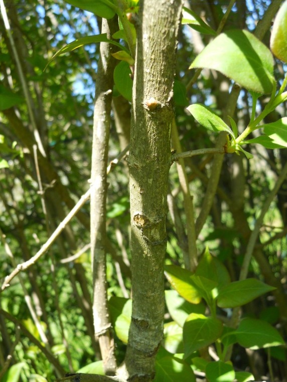 Arbusto - Siringa sp.